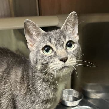 Claudia - Domestic Short Hair cat available for adoption at Bandaged Paws Animal Rescue Association in Calgary
