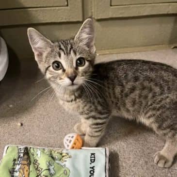 Clearly Canadian - Domestic Short Hair cat available for adoption at Bandaged Paws Animal Rescue Association in Grande Prairie