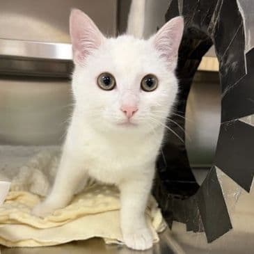 Cobalt - Domestic Short Hair cat available for adoption in Calgary