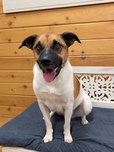 Colt - Northern Mixed Breed available for adoption in Alberta