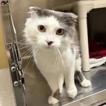 Connery - Domestic Medium Hair available for adoption