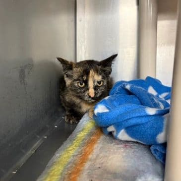 Cookie Dough - Domestic Short Hair cat available for adoption at Bandaged Paws Animal Rescue Association in Calgary