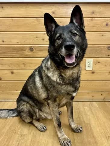 Crimson - German Shepherd available for adoption in Alberta