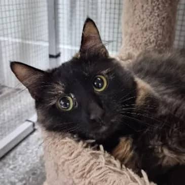 Daffodil - Domestic Medium Hair cat available for adoption at Bandaged Paws Animal Rescue Association in Grande Prairie