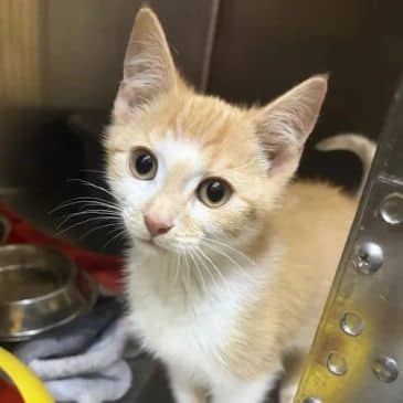 Day Time - Domestic Short Hair available for adoption