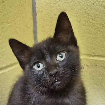 Decoy - Domestic Short Hair cat available for adoption at Bandaged Paws Animal Rescue Association in Grande Prairie