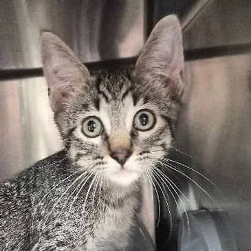 Dipper Pines - Domestic Short Hair cat available for adoption at Bandaged Paws Animal Rescue Association in Grande Prairie