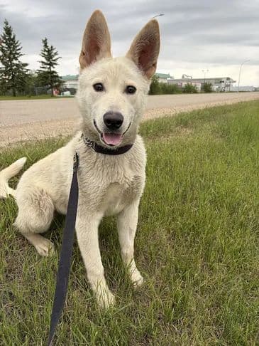 Earthworm Jim - Northern Mixed Breed Weight: 22.8 kg/54.7 lbs available for adoption