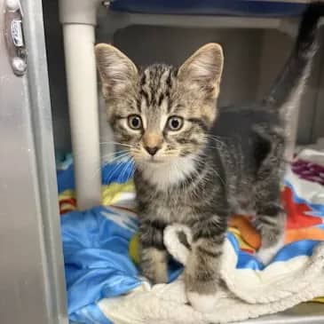 Eerie - Domestic Medium Hair cat available for adoption at Bandaged Paws Animal Rescue Association in Grande Prairie