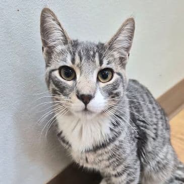 Egad - Domestic Short Hair cat available for adoption at Bandaged Paws Animal Rescue Association in Calgary