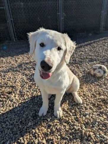 Elk - Pyrenees Cross available for adoption in Alberta