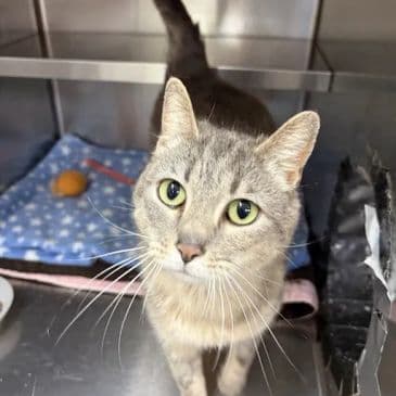 Enid - Domestic Short Hair cat available for adoption at Bandaged Paws Animal Rescue Association in Calgary