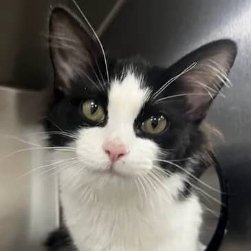 Estelle - Domestic Medium Hair cat available for adoption at Bandaged Paws Animal Rescue Association in Grande Prairie