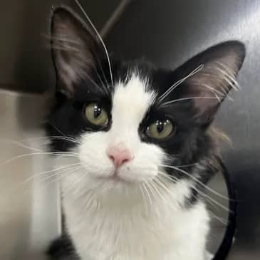 Estelle - Domestic Medium Hair available for adoption