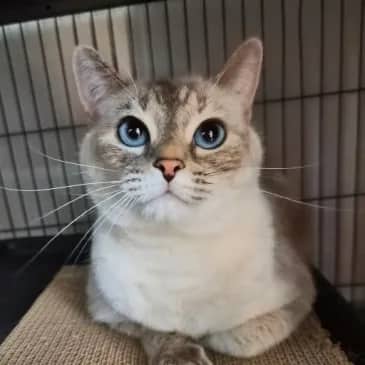 Evelyn - Domestic Short Hair cat available for adoption at Bandaged Paws Animal Rescue Association in Grande Prairie