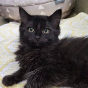 Facehugger - Domestic Medium Hair available for adoption