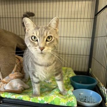 Farrah - Domestic Short Hair cat available for adoption in Calgary
