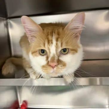 Ford F150 - Domestic Medium Hair available for adoption