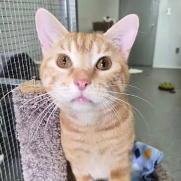 Forklift - Domestic Short Hair cat available for adoption at Bandaged Paws Animal Rescue Association in Grande Prairie