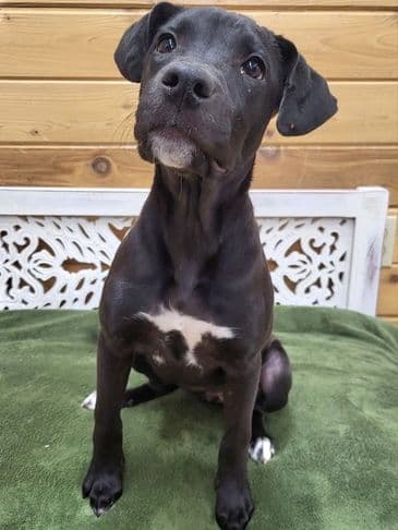 Freckles - Bully Breed Mix available for adoption at Bandaged Paws Animal Rescue Association in Calgary