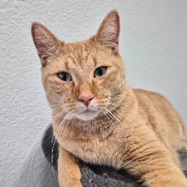 Freddie - Domestic Short Hair cat available for adoption at Bandaged Paws Animal Rescue Association in Grande Prairie