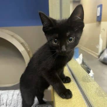 Fresca - Domestic Short Hair available for adoption