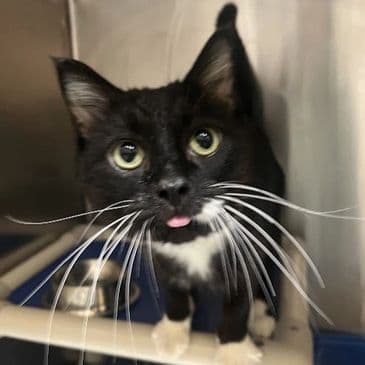Fripon - Domestic Short Hair cat available for adoption at Bandaged Paws Animal Rescue Association in Calgary