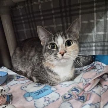 Fruit Punch - Domestic Short Hair cat available for adoption at Bandaged Paws Animal Rescue Association in Calgary