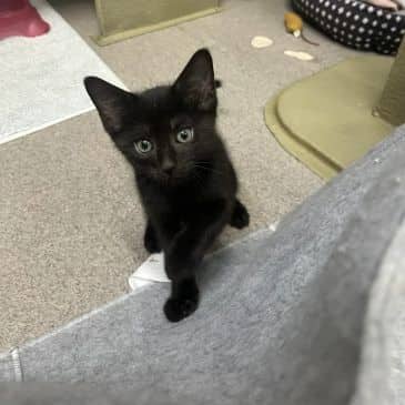 Fruitopia - Domestic Short Hair available for adoption