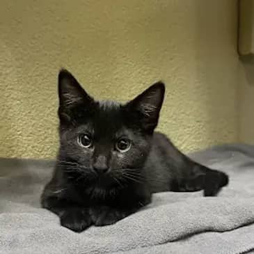 Fry - Domestic Short Hair cat available for adoption at Bandaged Paws Animal Rescue Association in Grande Prairie
