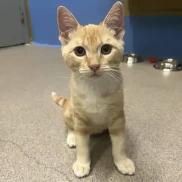Gibby - Domestic Short Hair available for adoption