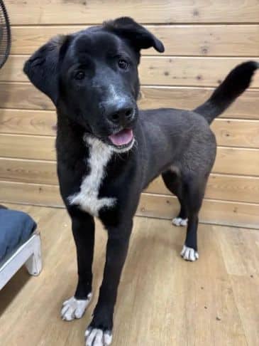 Gobble Gobble - Husky Cross Weight: 22.8 kg/50.1 lbs available for adoption