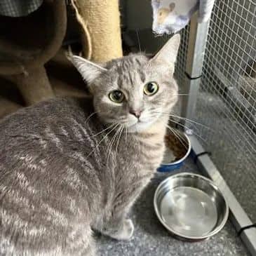 Goblin - Domestic Short Hair available for adoption