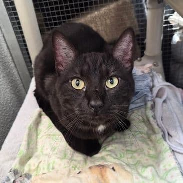 Gojira - Domestic Shorthair cat available for adoption in Calgary