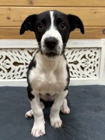 Goldeen - Bully Breed Mix Weight: 5.5 kg/13.2 lbs (still growing) available for adoption