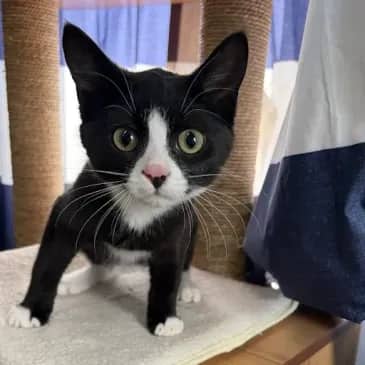 Grimm - Domestic Short Hair cat available for adoption at Bandaged Paws Animal Rescue Association in Grande Prairie