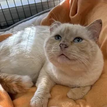 Hackysack - Domestic Short Hair cat available for adoption at Bandaged Paws Animal Rescue Association in Grande Prairie
