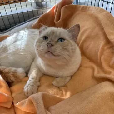 Hackysack - Domestic Short Hair cat available for adoption in Alberta