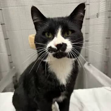 Hank - Domestic Short Hair cat available for adoption at Bandaged Paws Animal Rescue Association in Grande Prairie