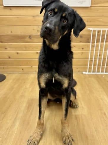 Harbor - Northern Mixed Breed Weight: 35 kg/77 lbs available for adoption in Alberta