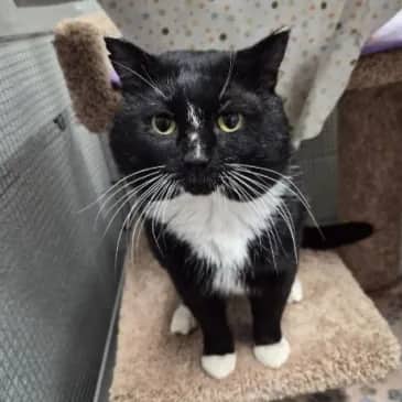 Harold - Domestic Short Hair cat available for adoption at Bandaged Paws Animal Rescue Association in Grande Prairie
