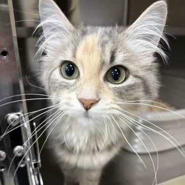 Hatsune Miku - Domestic Short Hair available for adoption