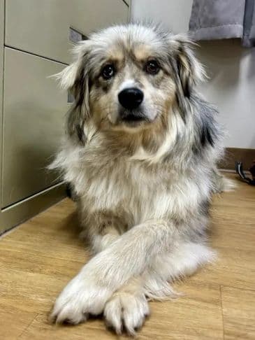 Haven - Australian Shepherd Cross Weight: 20.4 kg/48.9 lbs available for adoption