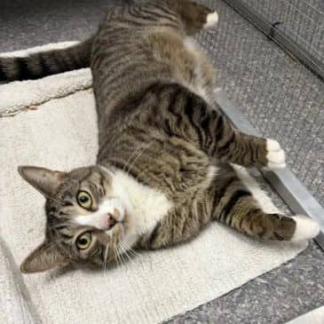 Hellmans - Domestic Short Hair cat available for adoption in Alberta