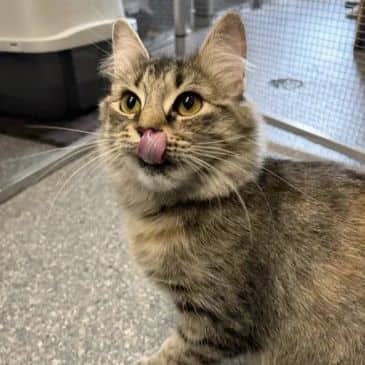 Hibiscus - Domestic Short Hair cat available for adoption at Bandaged Paws Animal Rescue Association in Calgary