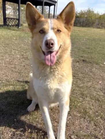 Honey - Husky Cross available for adoption in Alberta
