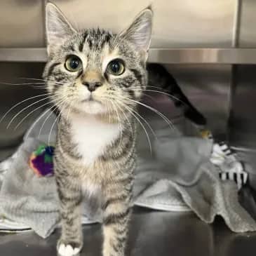 Hot Sauce - Domestic Short Hair cat available for adoption at Bandaged Paws Animal Rescue Association in Grande Prairie