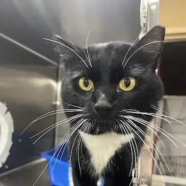 Huckleberry - Domestic Short Hair cat available for adoption at Bandaged Paws Animal Rescue Association in Grande Prairie