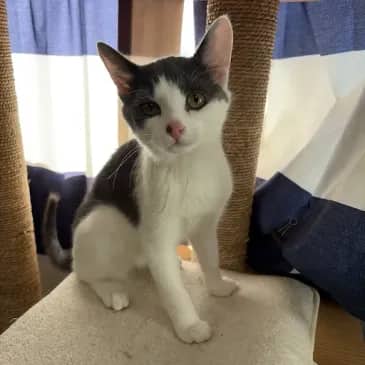Igor - Domestic Short Hair cat available for adoption at Bandaged Paws Animal Rescue Association in Grande Prairie
