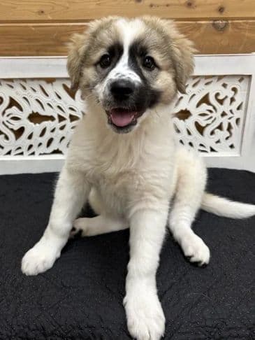 Jessie - Northern Mixed Breed Weight: 5.9 kg/14.2 lbs (still growing) available for adoption